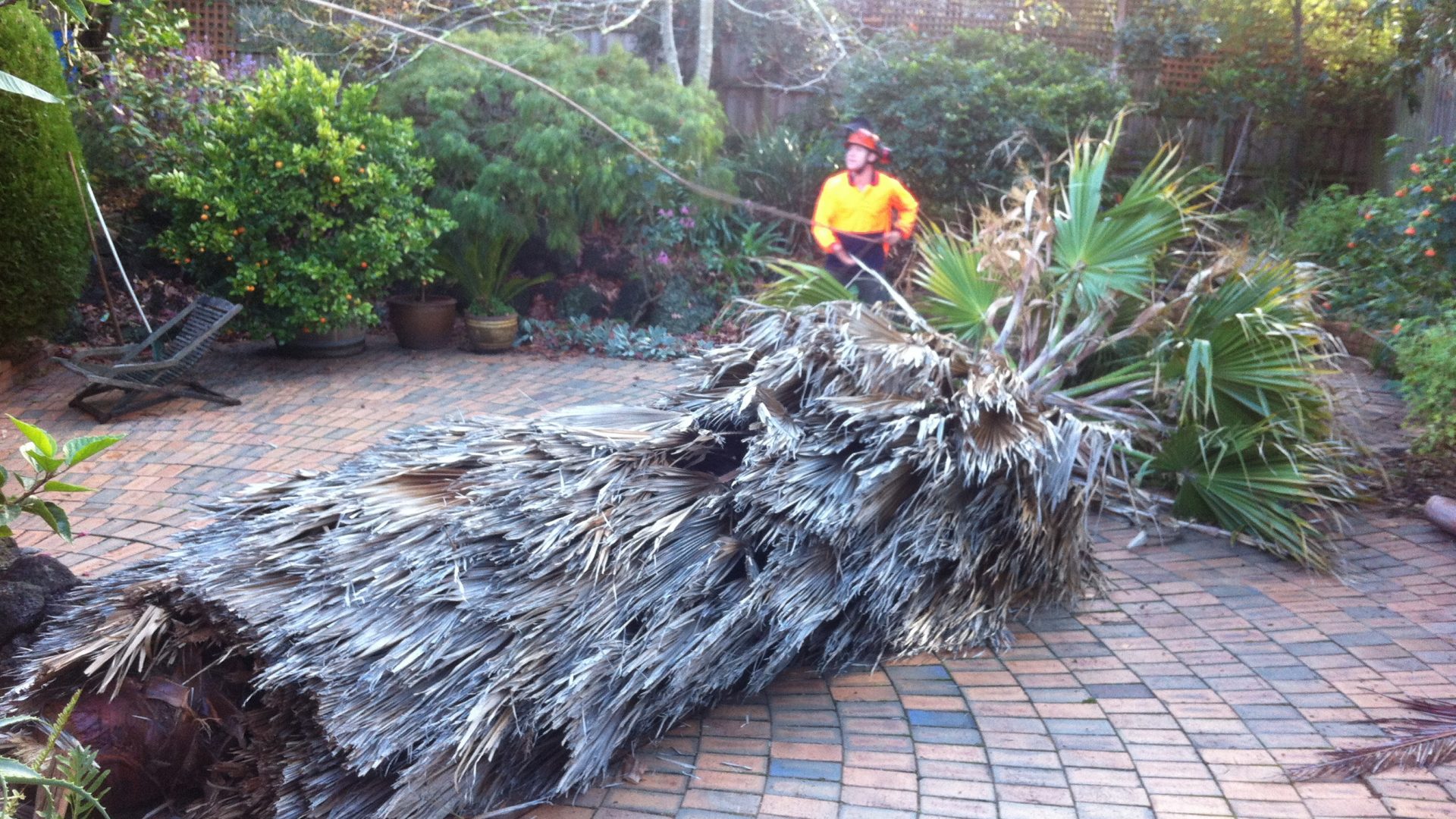 Dromana - Saftey Beach Tree Removal - Pruning Services