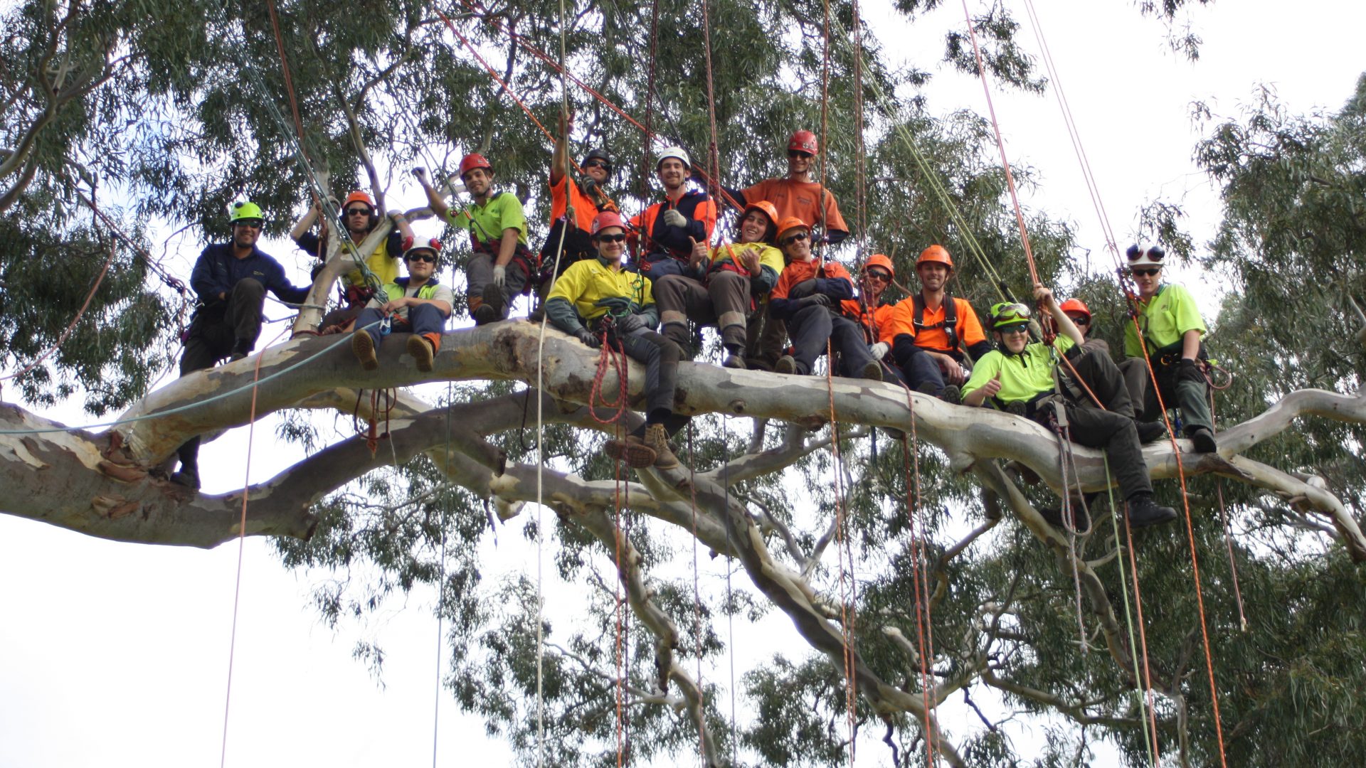 Complete Tree Services in Carrum Downs - Cut It Right Tree Services