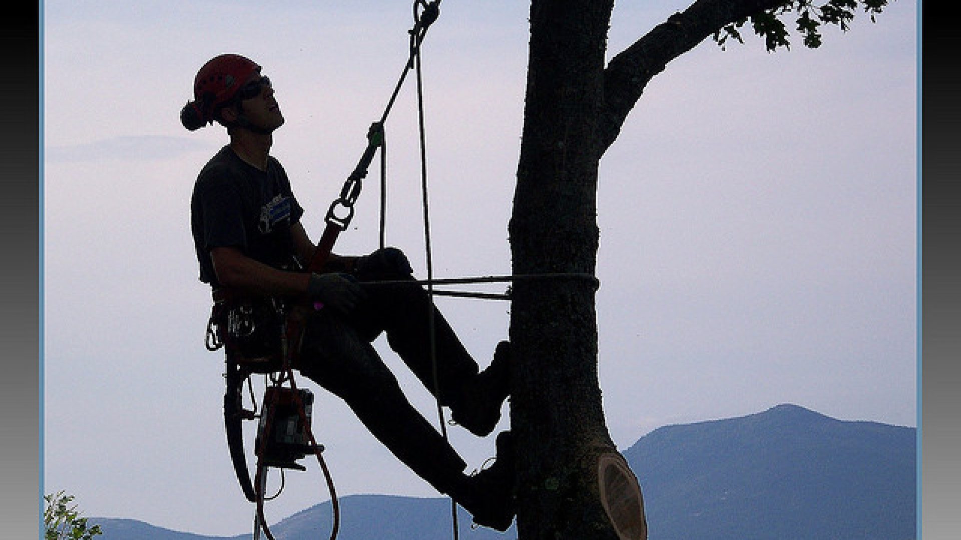 Expert Arborist Services in Rosebud - Cut It Right Tree Services