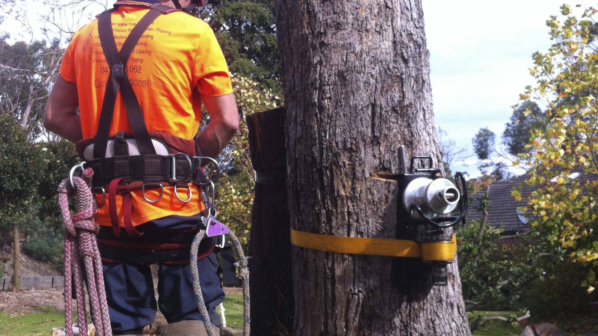 Red Hill's Top Arborist Choice - Cut It Right Tree Services